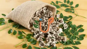 Moringa Seeds: The Superfood for Ultimate Health and Wellness