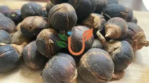 Snot Fruit (Gorontula) A Natural Superfood from Feed Oasis Market - Feed Oasis Blog